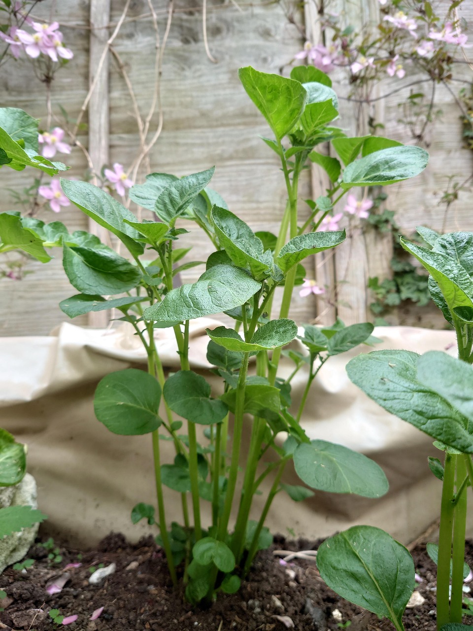 Potato Plant Vegetable Root Free photo