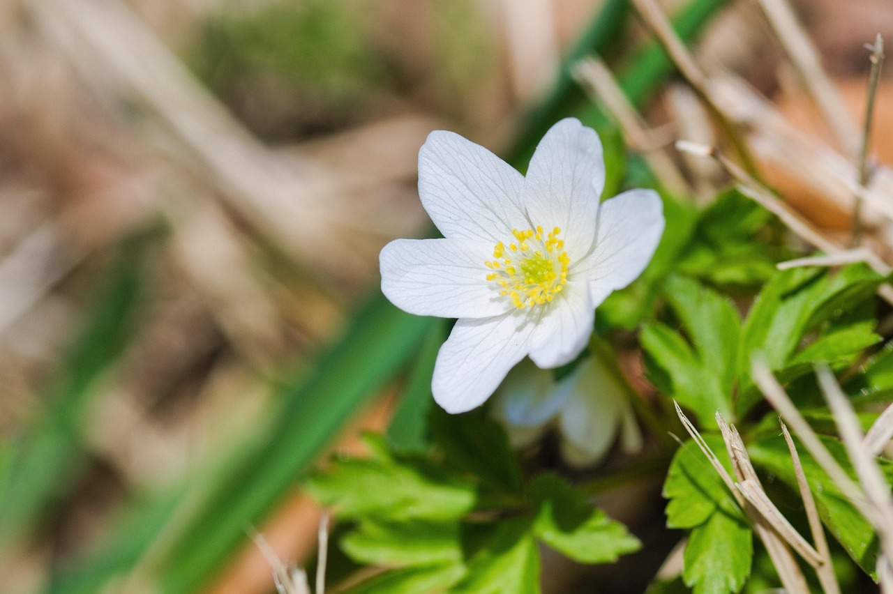 Wood Anemone White Flower Free photo on Pixabay Pixabay