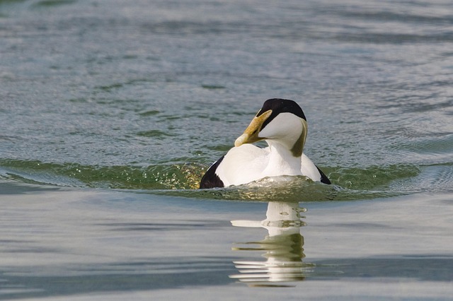Free Somateria Mollissima Duck photo and picture