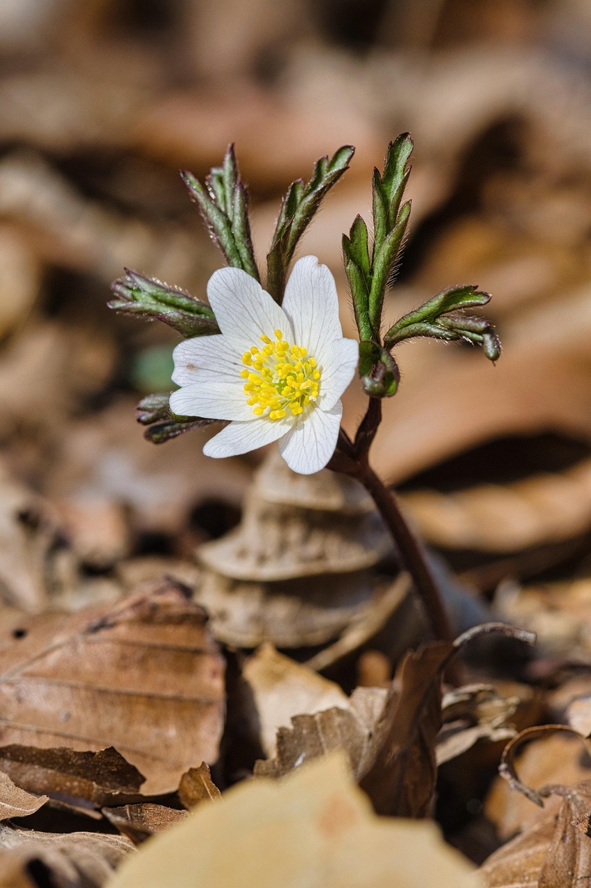 Wood Anemone White Flower Free photo on Pixabay Pixabay