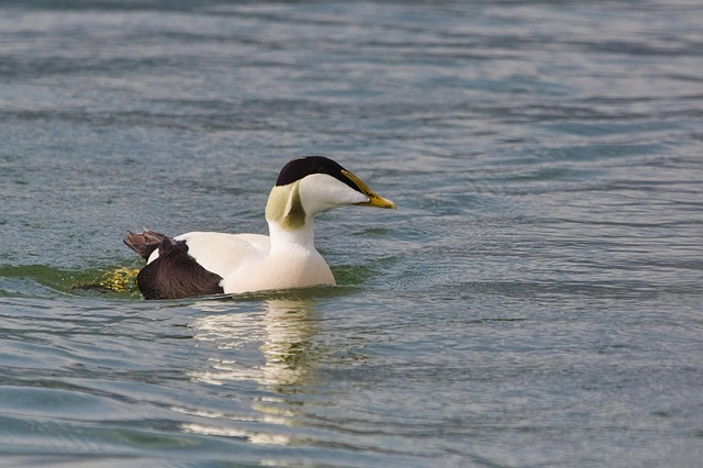 Free Common Eider St Cuthbert'S Duck photo and picture