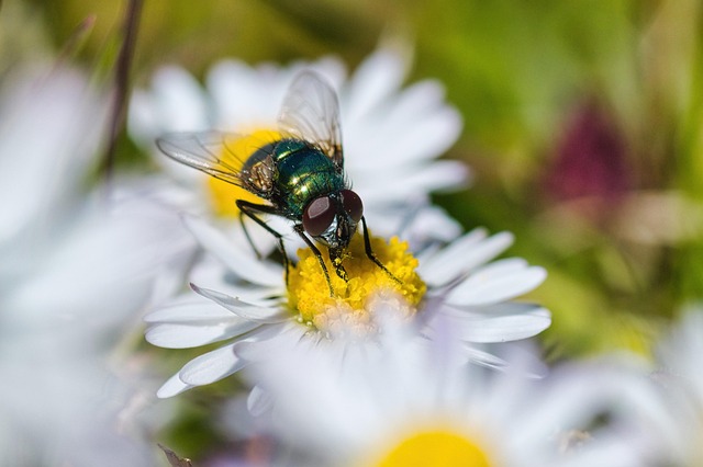 Free Daisy Common Green Bottle Fly photo and picture