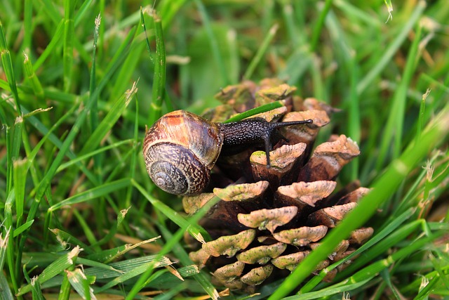 Slak, Pijnappel, Natuur, Micro, Gras