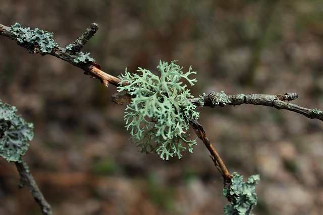 Branch, Boom, Bos, Natuur, Groei