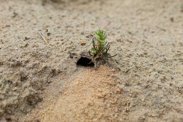 Zand, Nora, Natuur, Schuilplaats, Micro