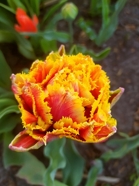 Free Tulip Flower illustration and picture