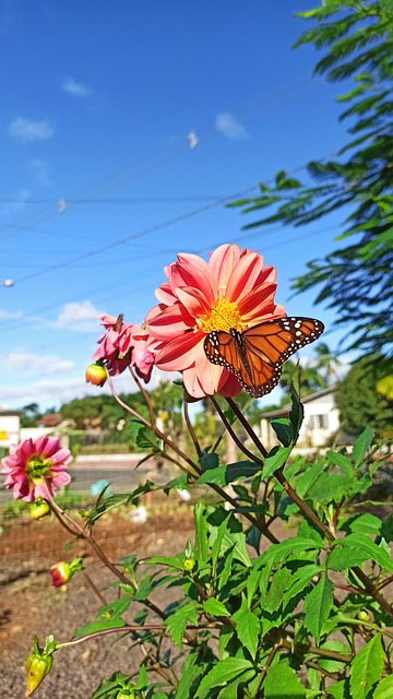 Free Butterflies Flowers photo and picture