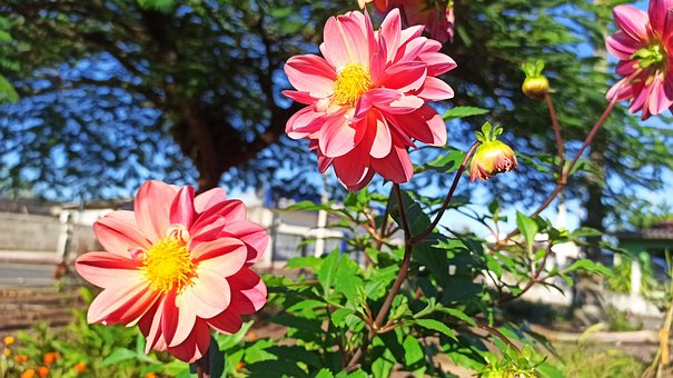 Free Dahlia Bloom photo and picture