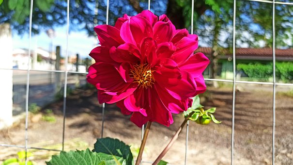 Free Dahlia Flowers photo and picture