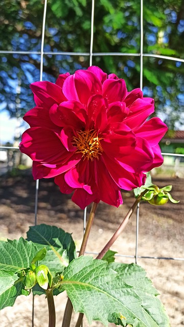 Free Dahlia Flowers photo and picture