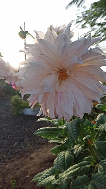 Free Dahlia Flower photo and picture