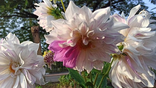Free Dahlia Flowers photo and picture