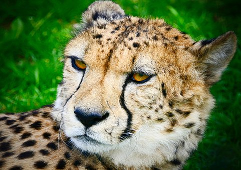 Gepard, Tier, Säugetier, Große Katze