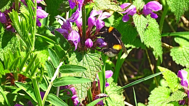 Hommel, Bij, Insect, Bloem, Natuur