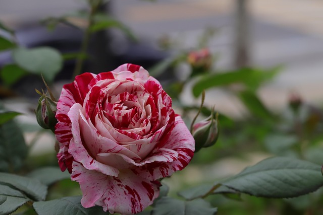 Rose Variegated Flower - Free photo on Pixabay - Pixabay