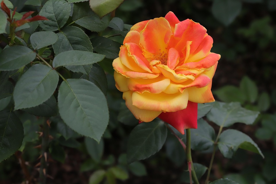 Rose Variegated Flower - Free photo on Pixabay - Pixabay