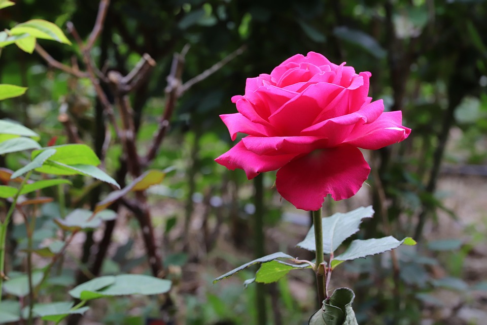 Rosa Fiore - Foto gratis su Pixabay