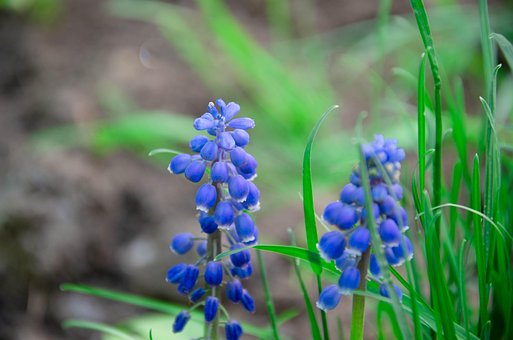 Flores, Jacinto De Uva De Jardín