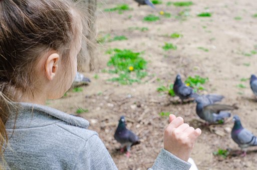 Niñita, La Alimentación De Las Palomas