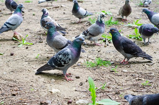 Palomas, Aves, Animales, Fauna