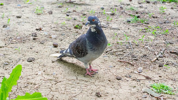 Palomas, Aves, Animales, Fauna, Plumas