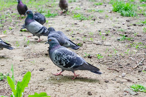 Palomas, Aves, Animales, Fauna