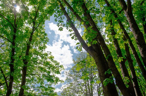 Bosque, Árboles, Naturaleza, Flora