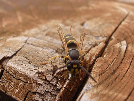 Wespe, Insekt, Entomologie, Makro