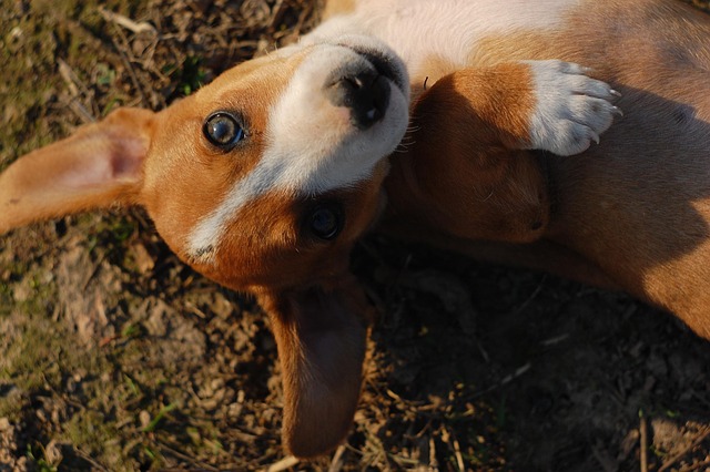 Hond, Puppy, Natuur, Dier, Cute