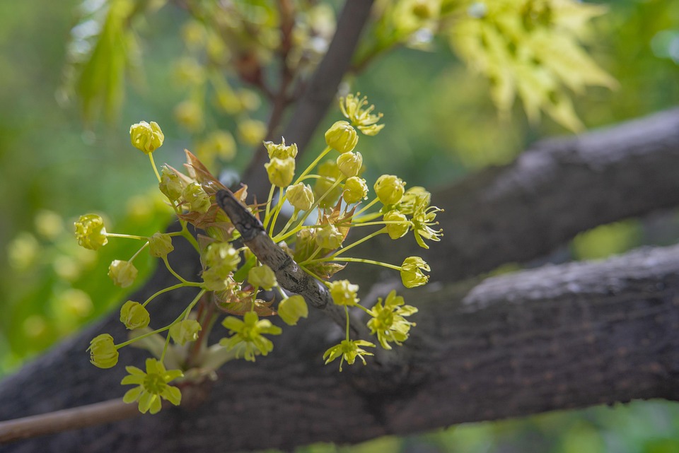 Flower Buds Branch Tree Free photo on Pixabay Pixabay