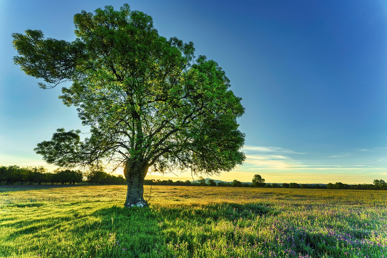 200 000 Free Sankt Tree Tree Images Pixabay