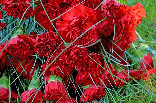 Free Clove Blossom photo and picture
