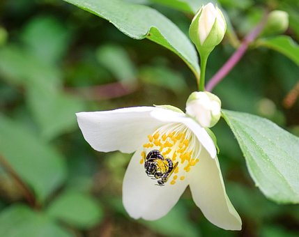 Free Flower Bee photo and picture