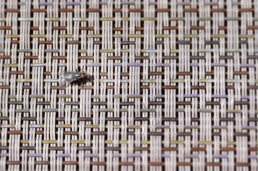Free Fly Insect photo and picture