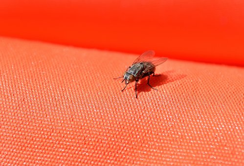 Free Fly Insect photo and picture