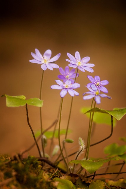 Flores, Primavera, Fundo Flor, Floresta
