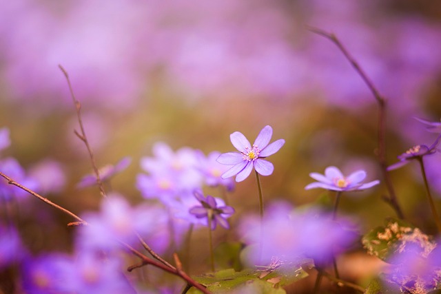 Flores, Flores Bonitas, Natureza