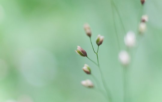 Free Bud Shrub photo and picture