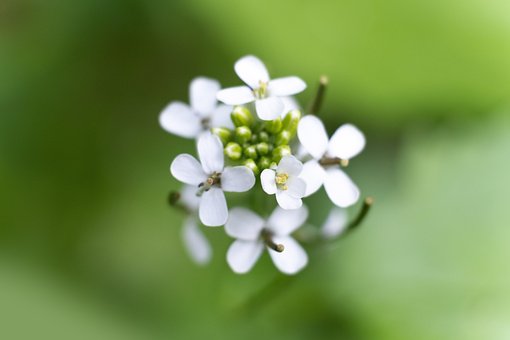 Free Flower Blossom photo and picture