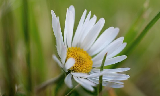 Free Flower Blossom photo and picture