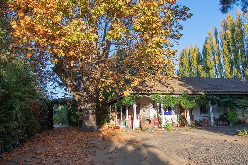 Casă, Camp, Peisaj, Toamnă, Foi, Copaci