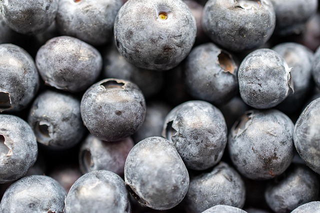 Free Blueberry Fruit photo and picture