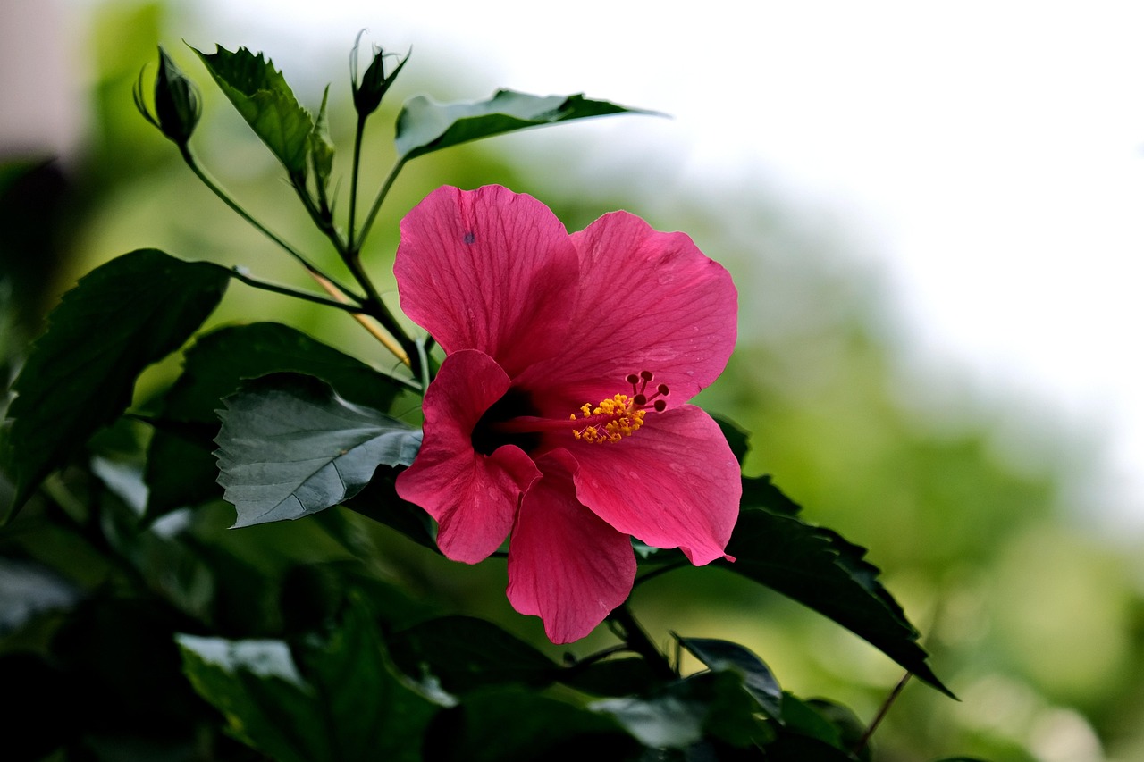 https://cdn.pixabay.com/photo/2022/05/10/20/48/pink-hibiscus-7188017_1280.jpg