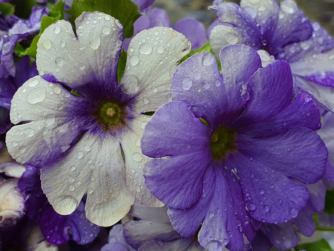 Flower Spring Colorful - Free photo on Pixabay - Pixabay