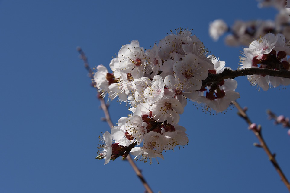 Apricot Blossom Nature Landscape Free photo on Pixabay