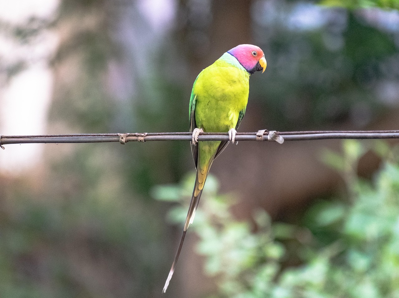 잉꼬 Budgie 앵무새 야생 - Pixabay의 무료 사진 - Pixabay