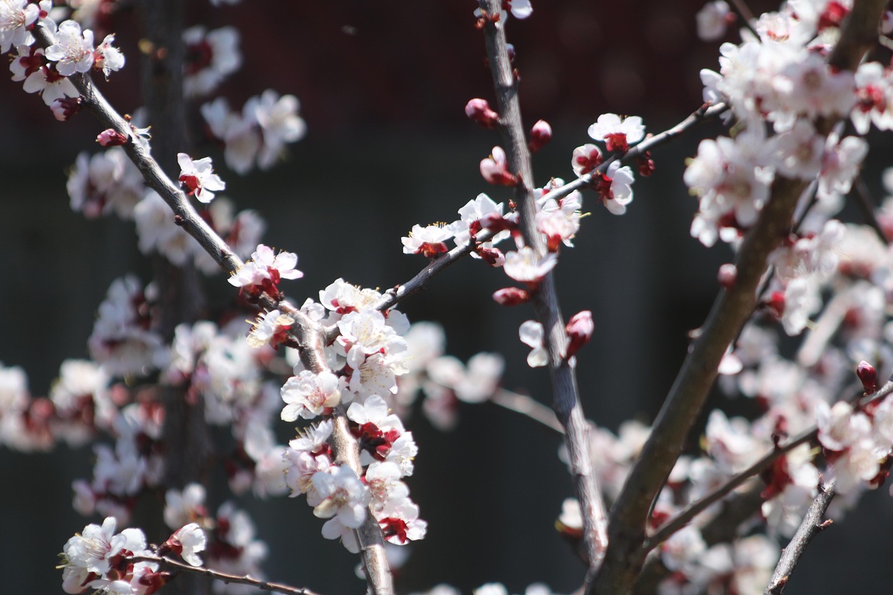 Pixabay Pixabay pixabay-pixabay