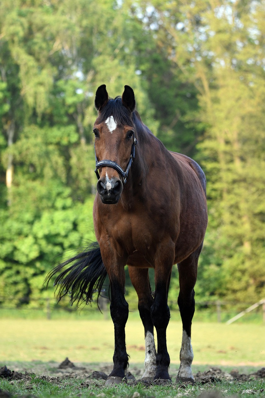 Animal Cheval Queue - Photo gratuite sur Pixabay - Pixabay