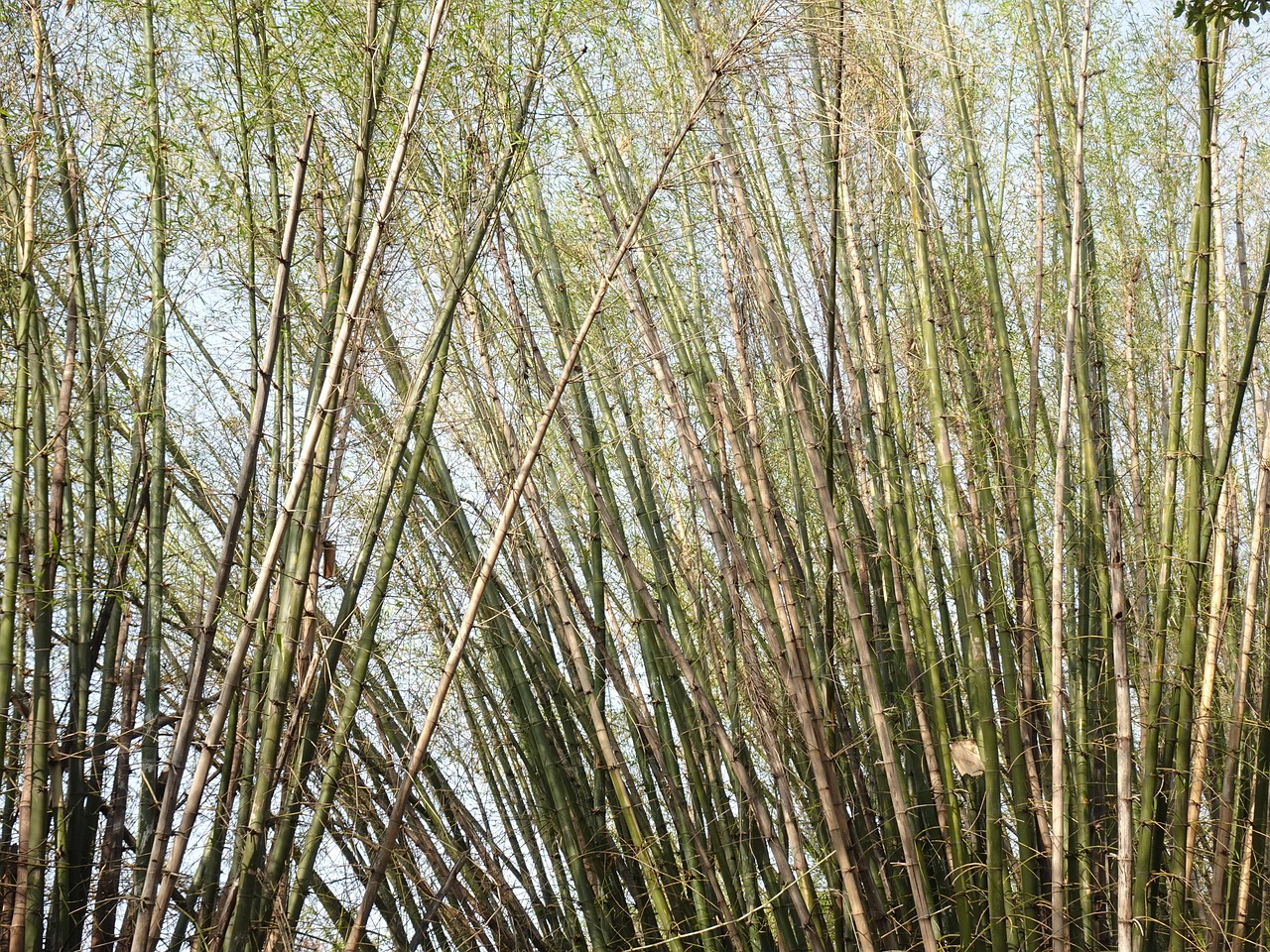 竹子 普通竹 丛林 - Pixabay上的免费照片 - Pixabay
