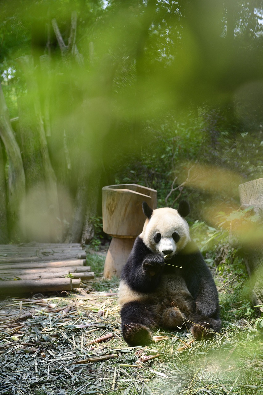 Panda El in Chengdu Ilmainen Valokuva Pixabayssa Pixabay Panda El in Chengdu Ilmainen Valokuva Pixabayssa Pixabay
